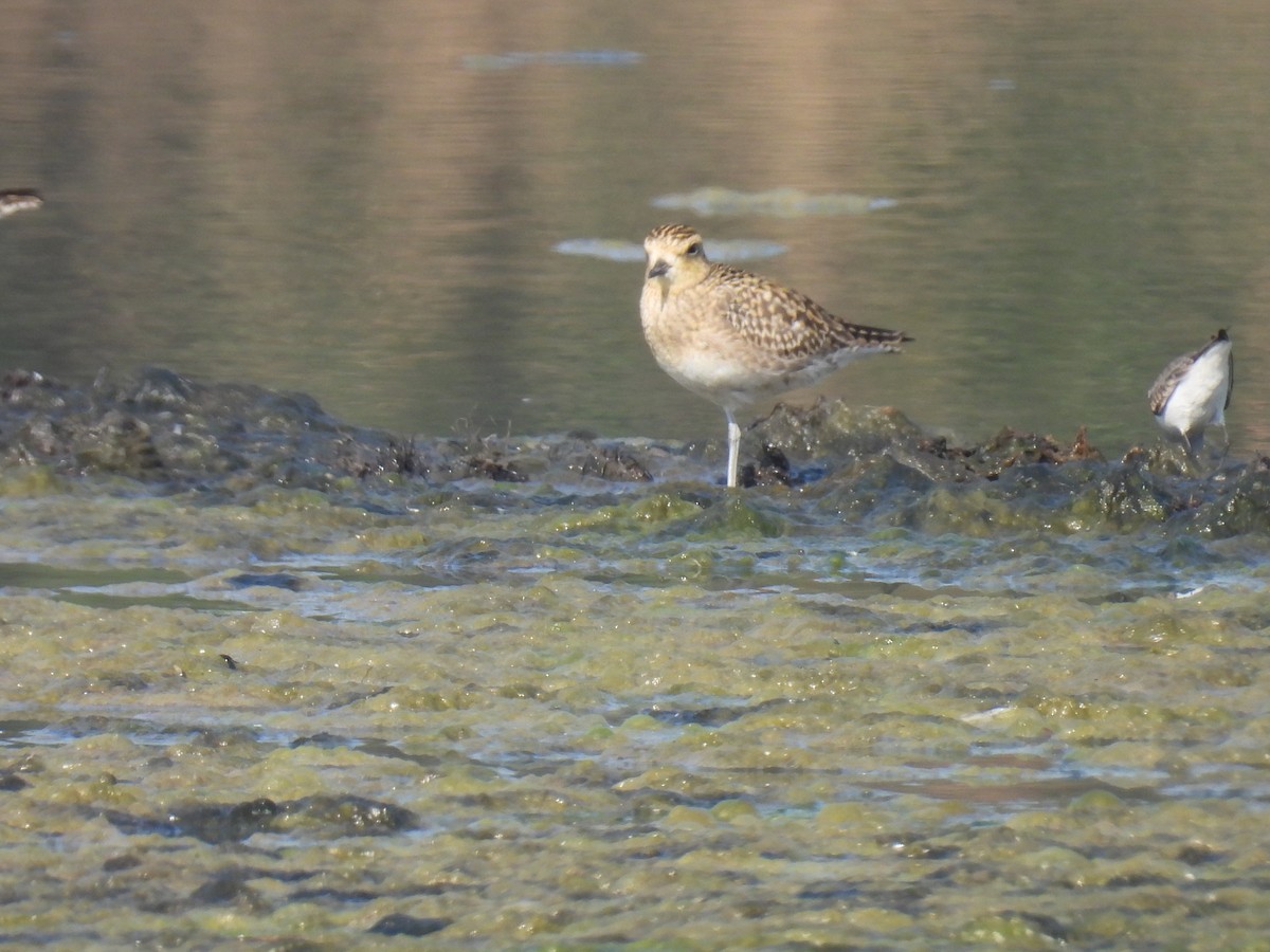 Pacific Golden-Plover - ML647027127