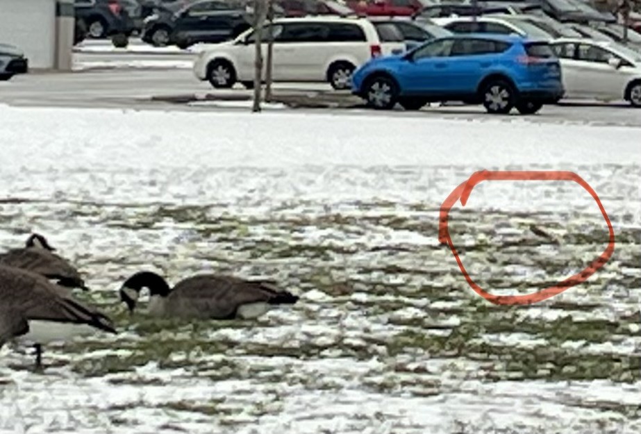 Canada Goose - ML647027128