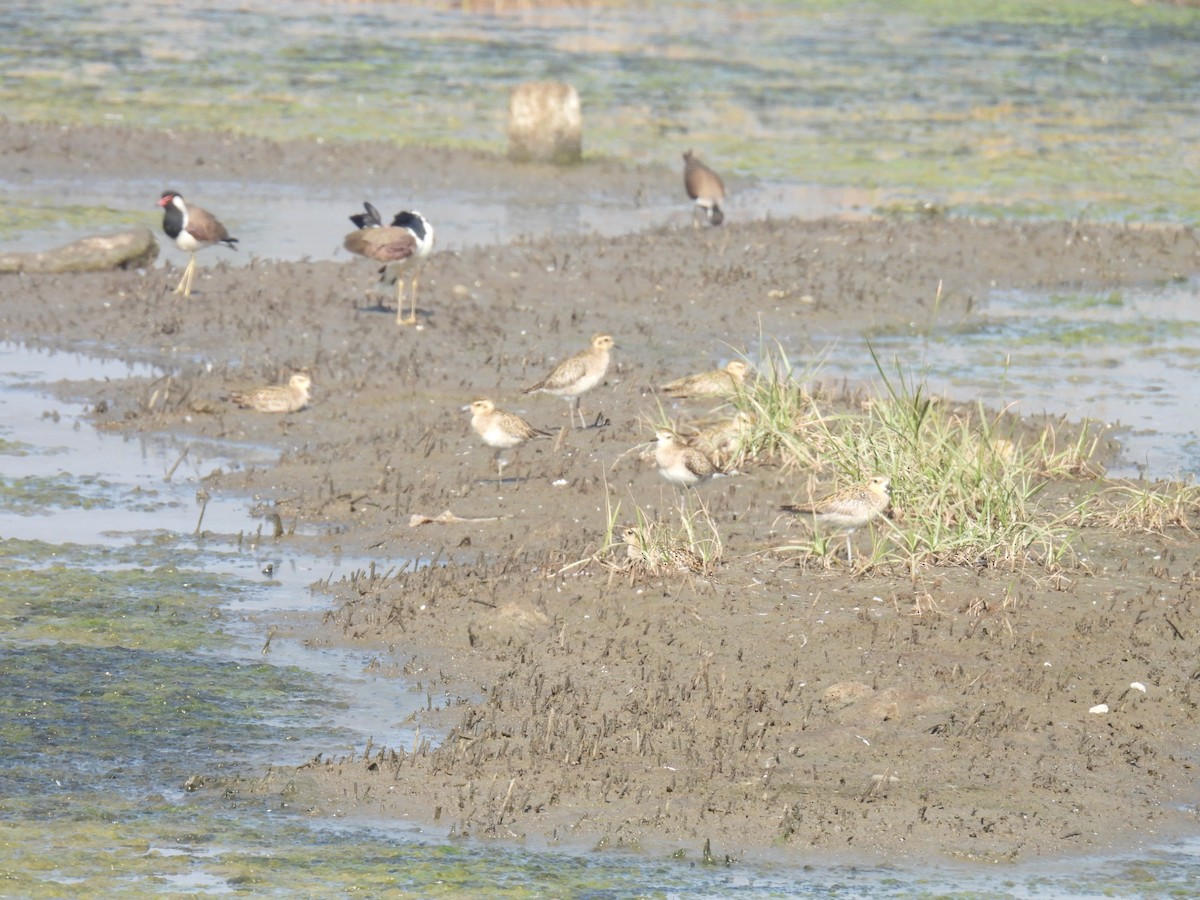 Pacific Golden-Plover - ML647027135