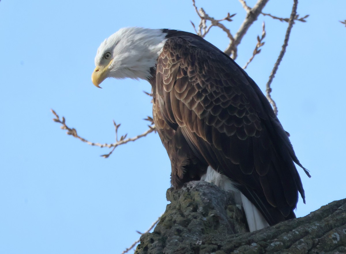 Pygargue à tête blanche - ML647027138