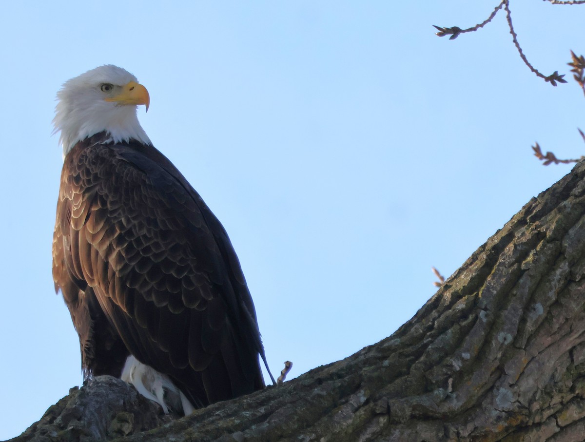 Pygargue à tête blanche - ML647027139