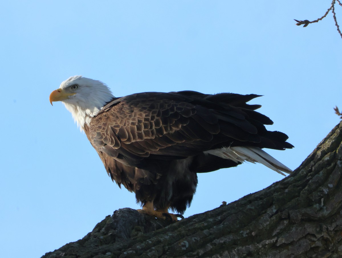 Pygargue à tête blanche - ML647027142