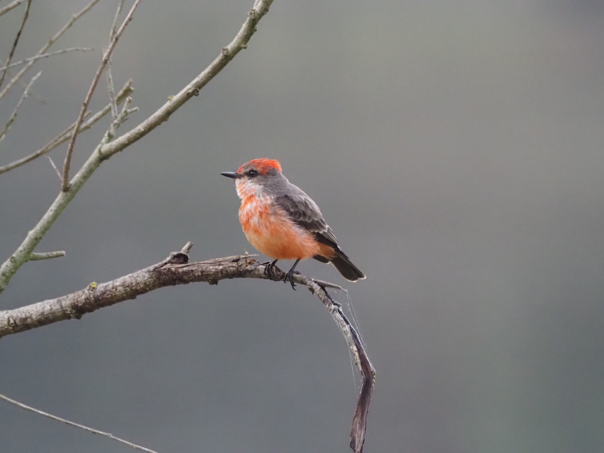 Vermilion Flycatcher - ML647027143