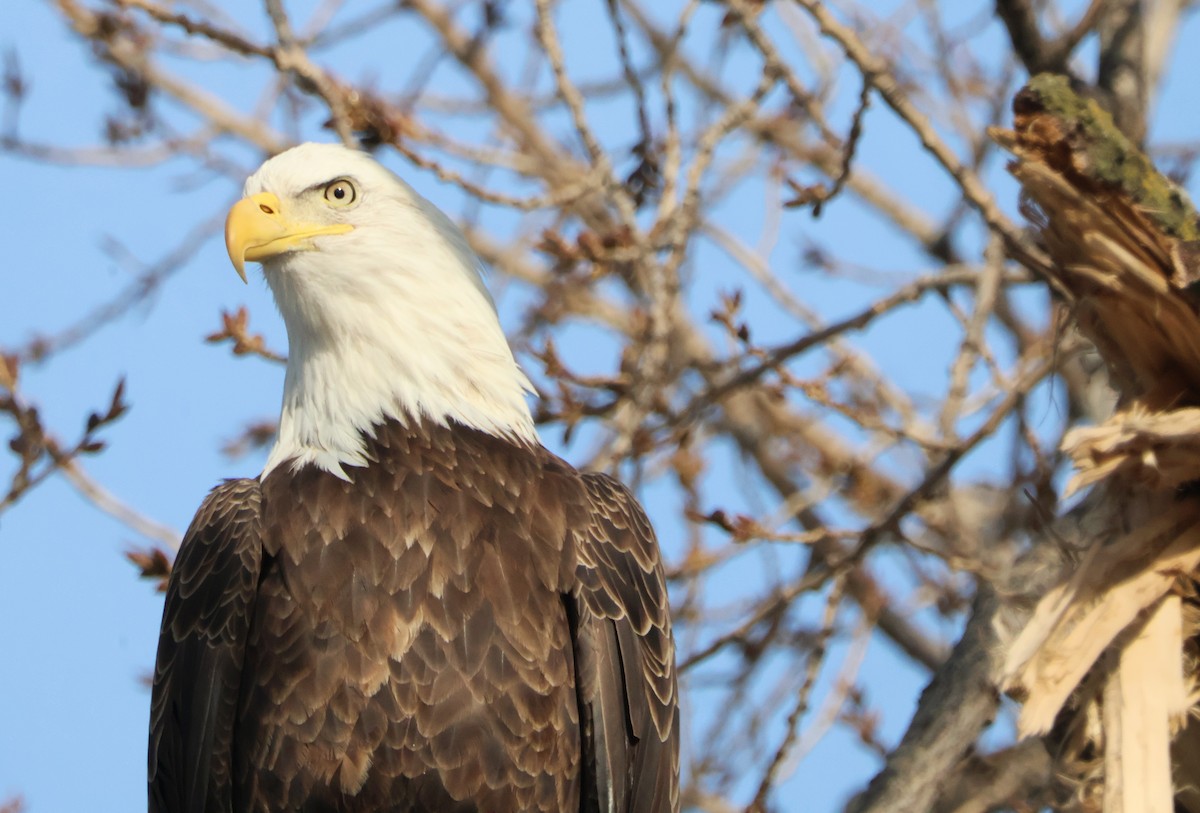 Pygargue à tête blanche - ML647027144