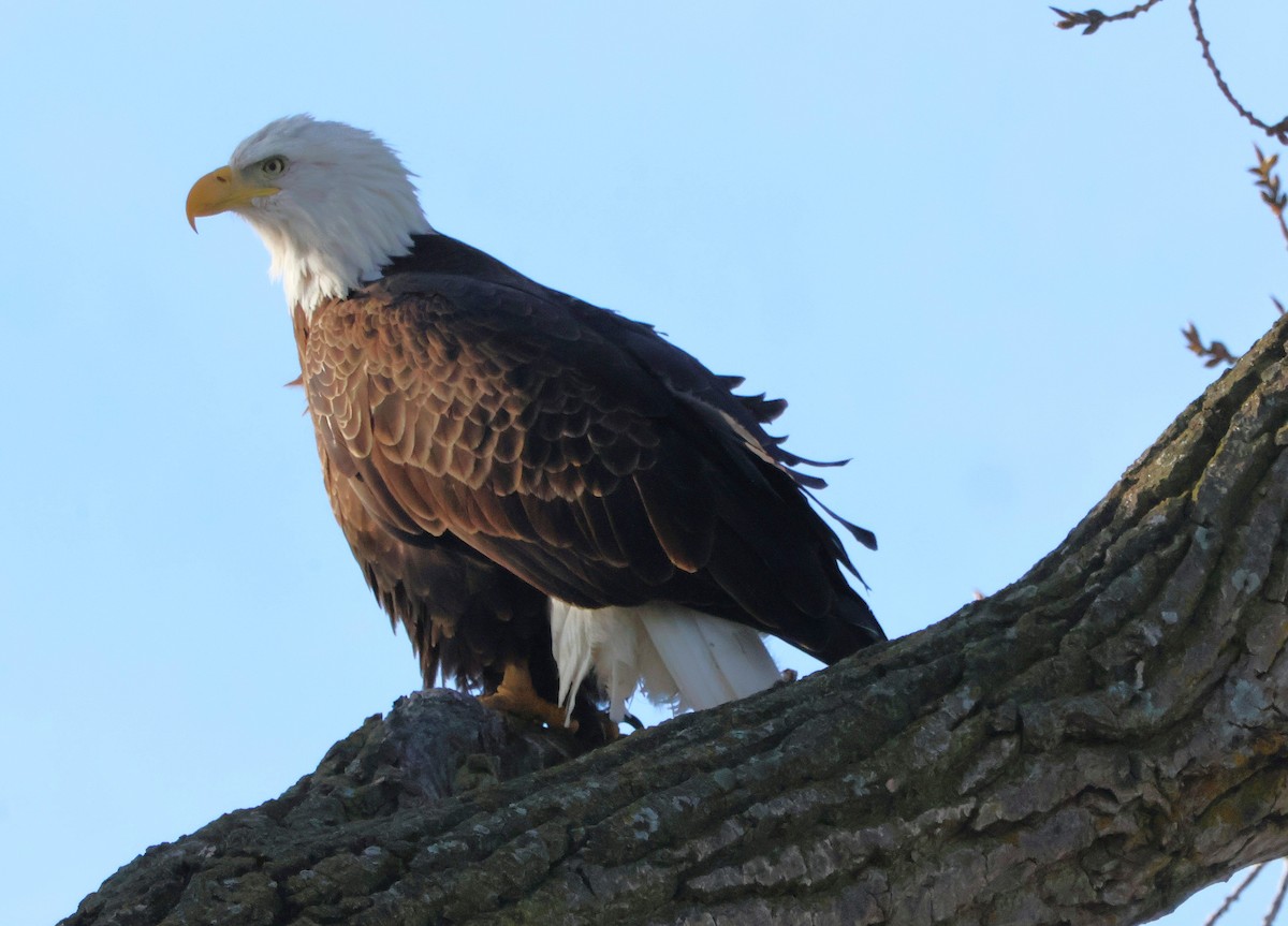 Pygargue à tête blanche - ML647027145