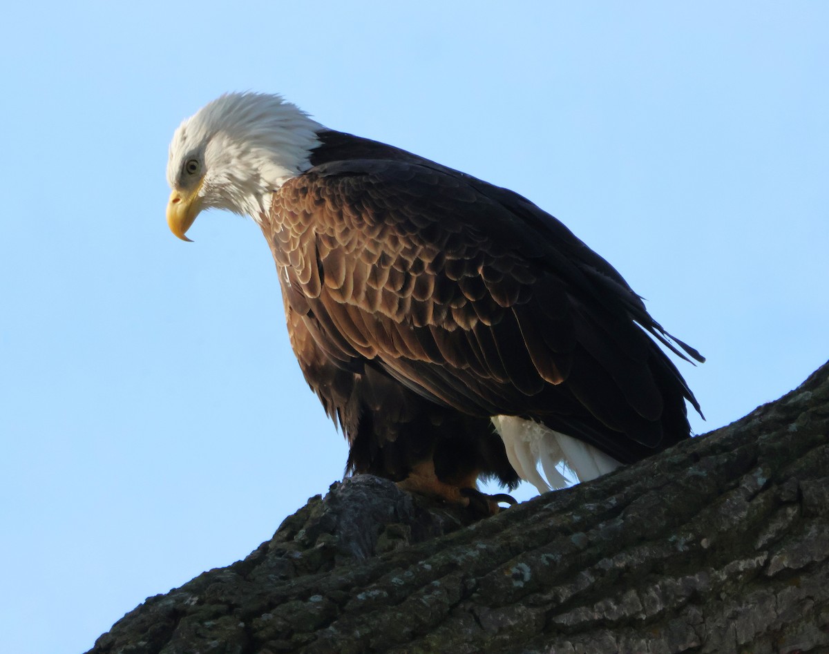 Pygargue à tête blanche - ML647027146