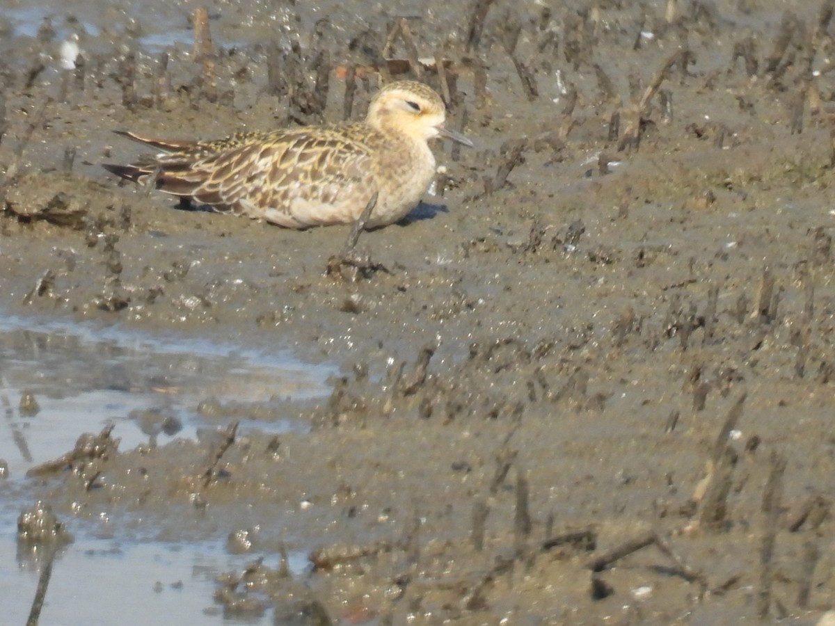 Pacific Golden-Plover - ML647027148