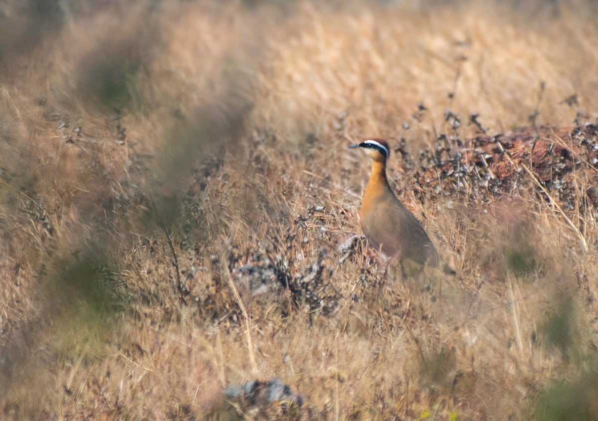 Indian Courser - ML647027150