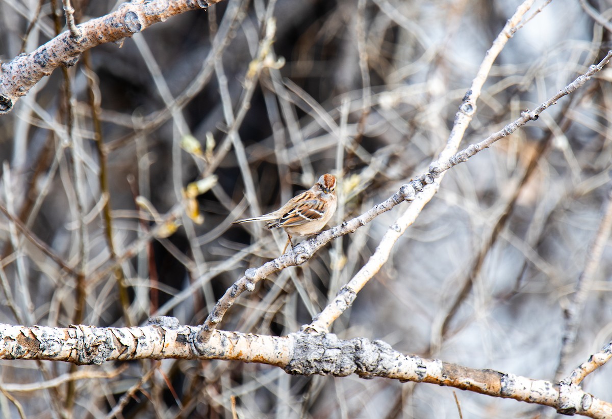 American Tree Sparrow - ML647027151