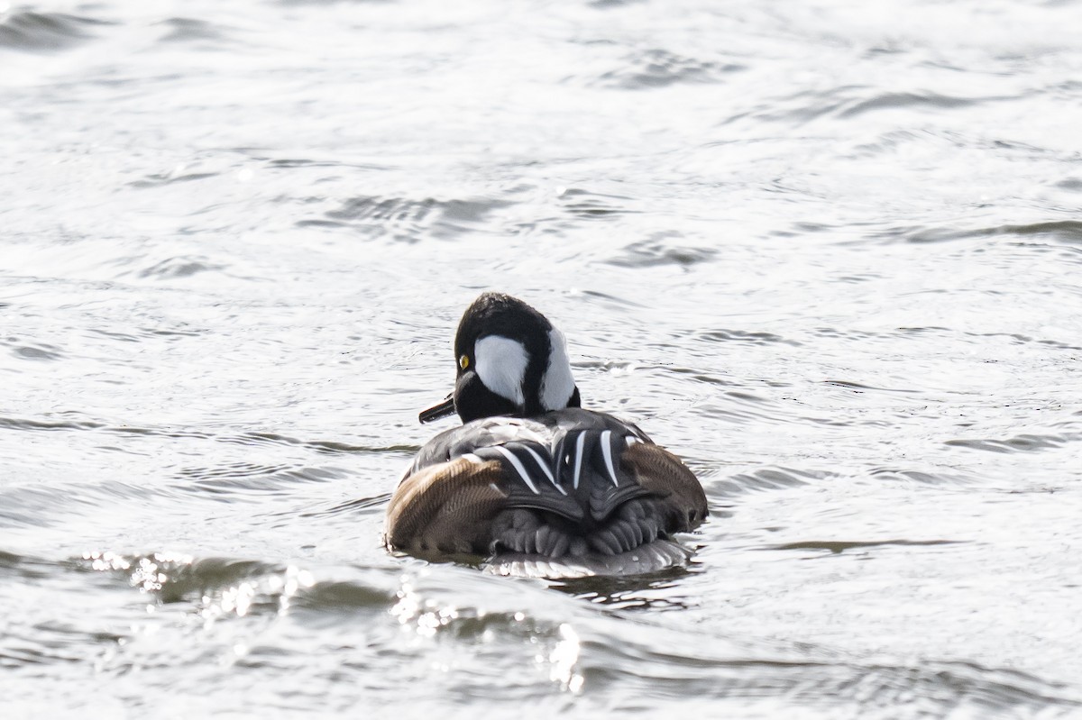 Hooded Merganser - ML647027152