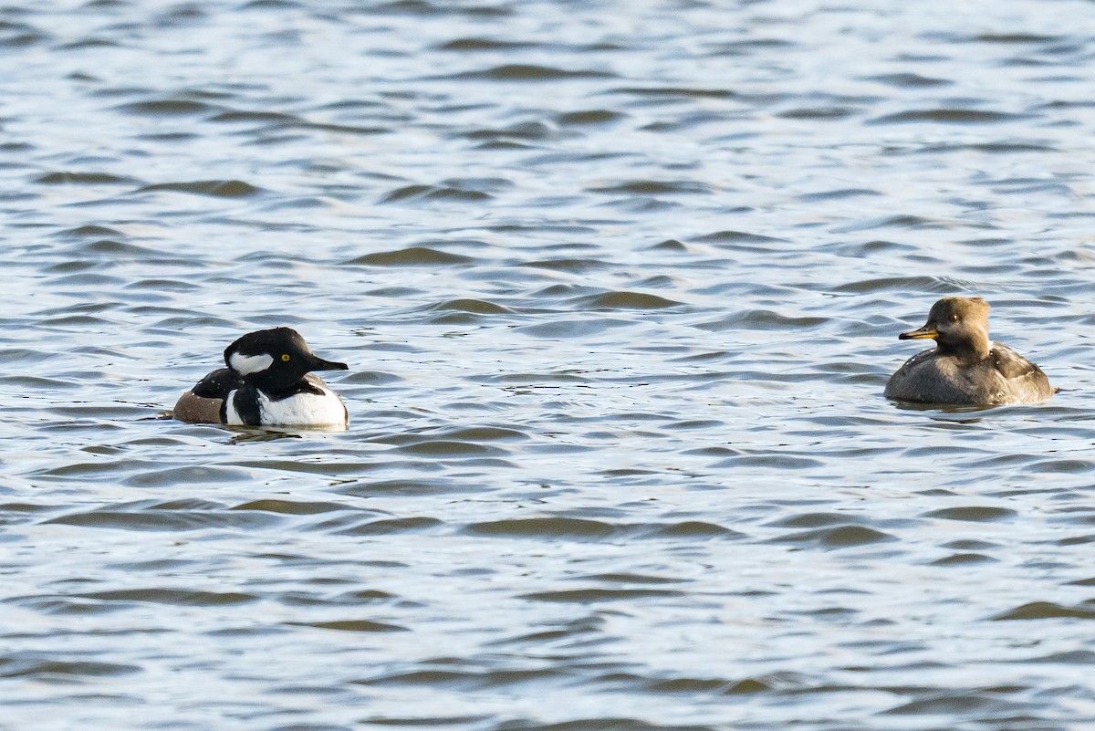 Hooded Merganser - ML647027155