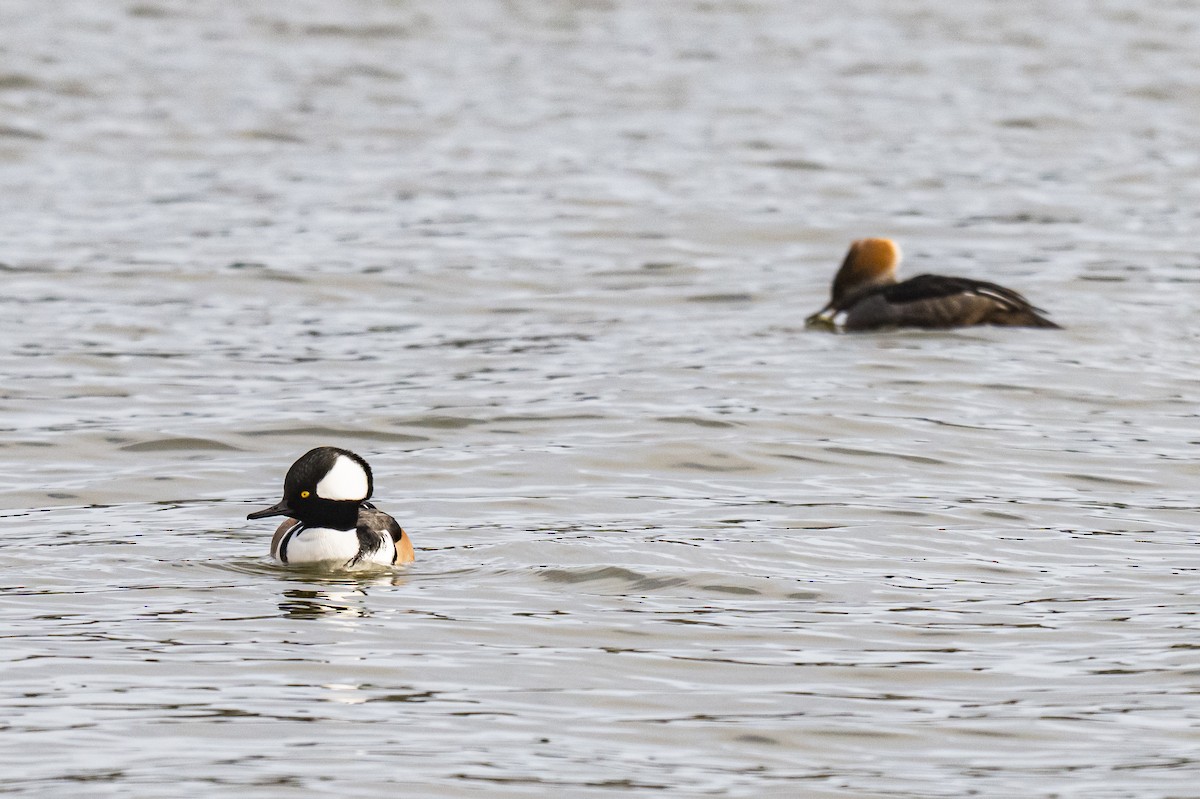 Hooded Merganser - ML647027156