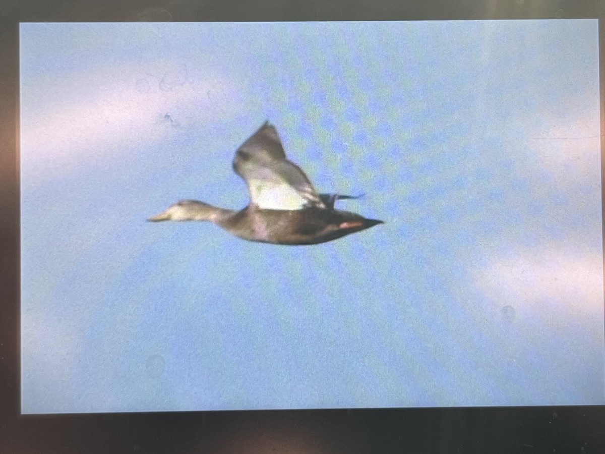 American Black Duck - ML647027157