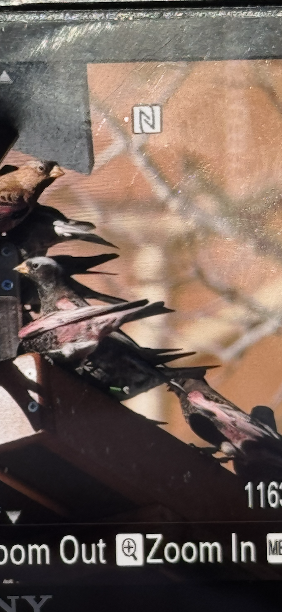 Black Rosy-Finch - ML647027160