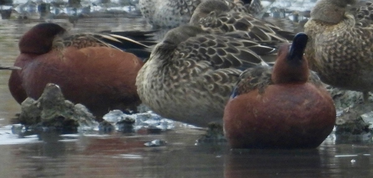 Cinnamon Teal - ML647027161