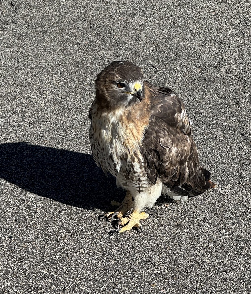 Red-tailed Hawk - ML647027168