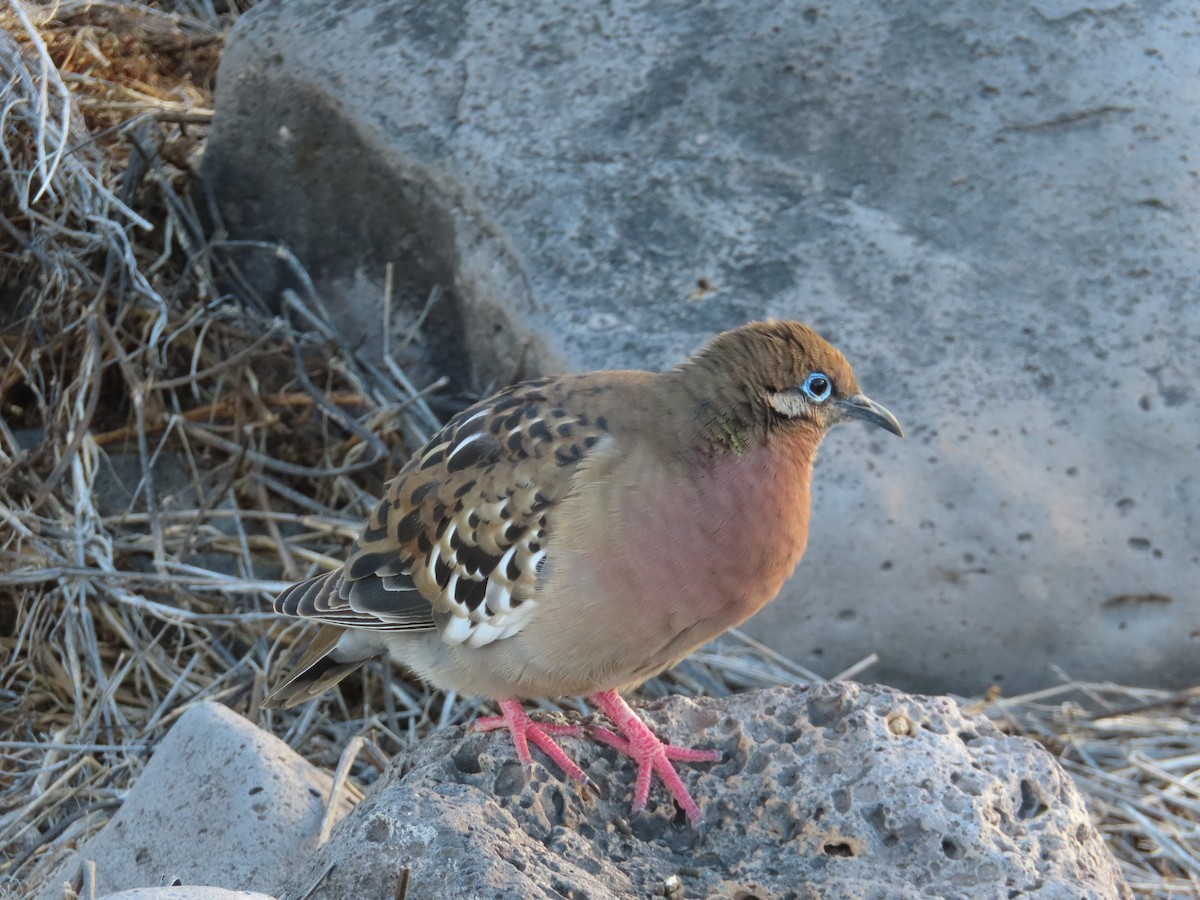 Galapagos Dove - ML647027171