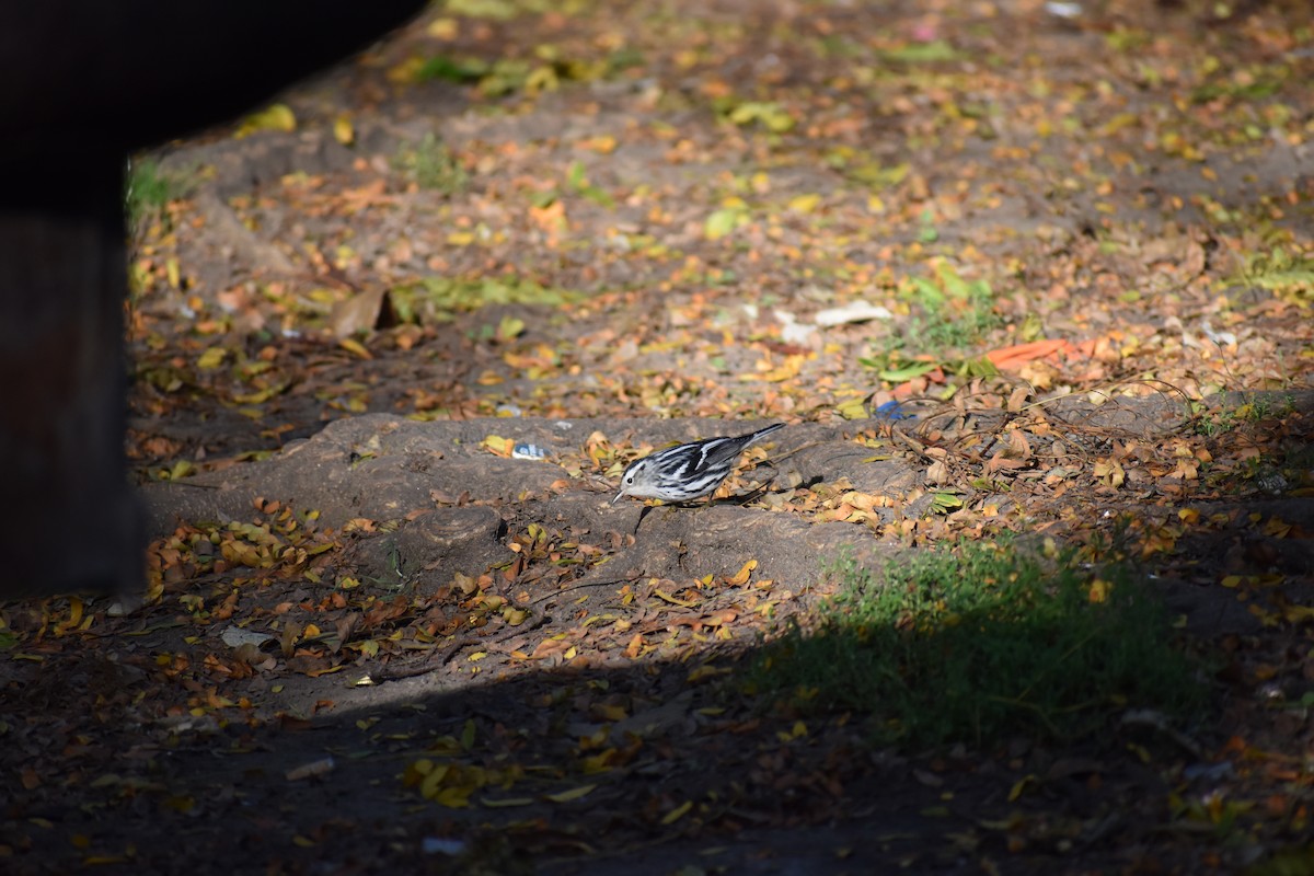 Black-and-white Warbler - ML647027172