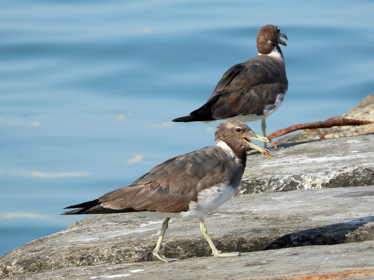 Sooty Gull - ML647027174