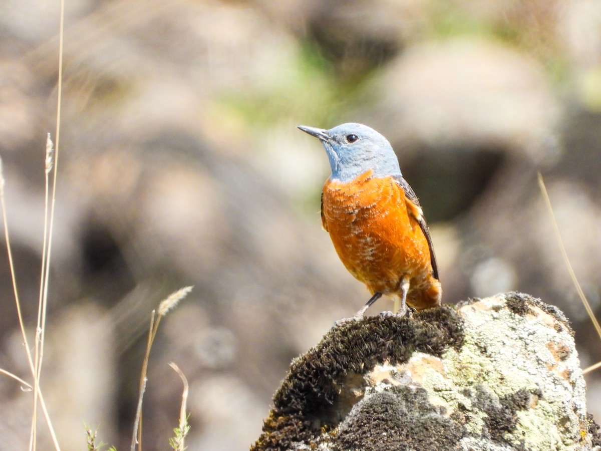 Rufous-tailed Rock-Thrush - ML647027177