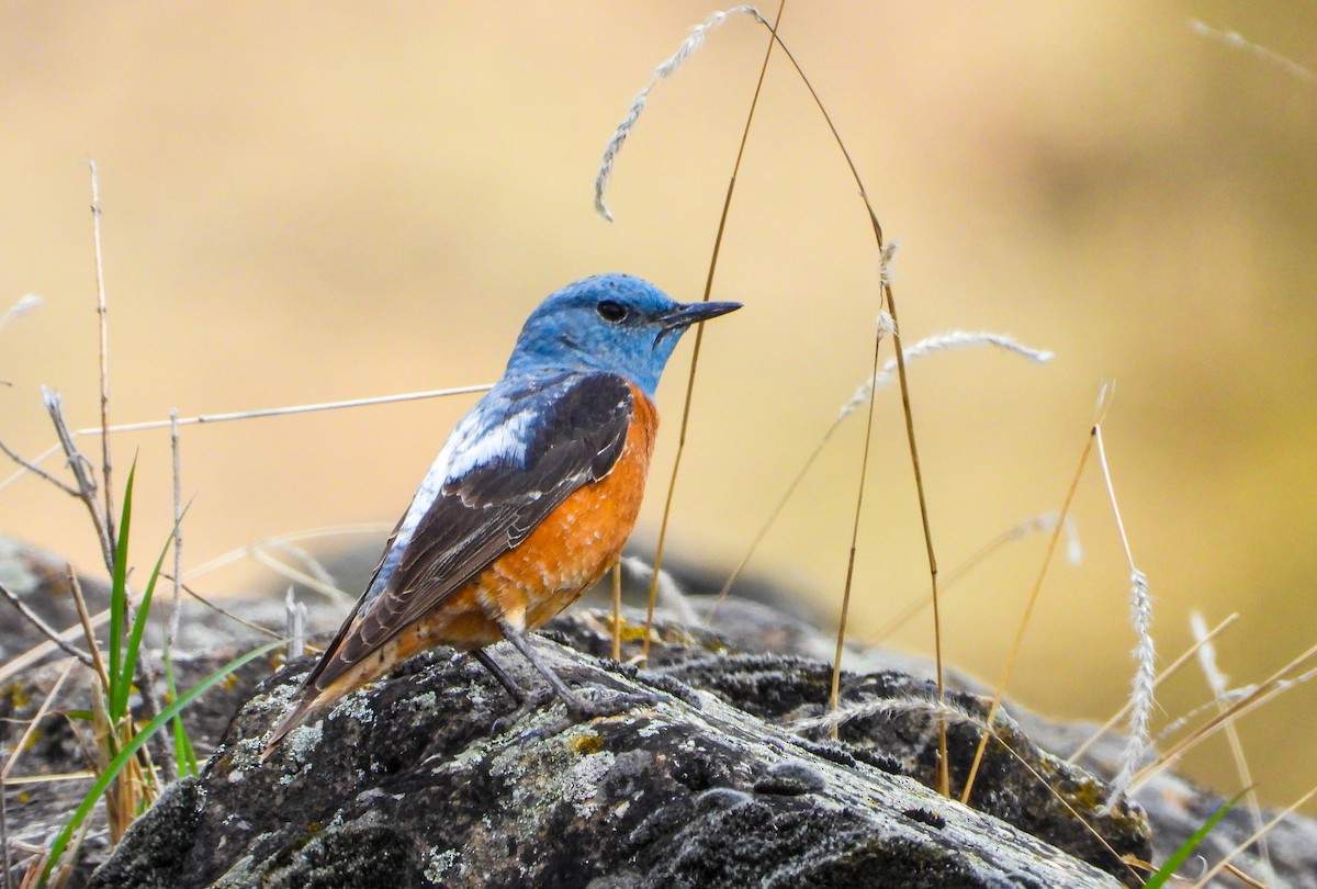 Rufous-tailed Rock-Thrush - ML647027178