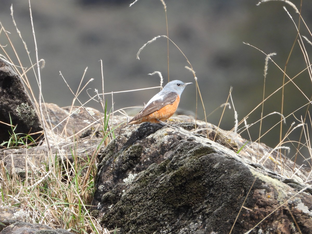 Rufous-tailed Rock-Thrush - ML647027179
