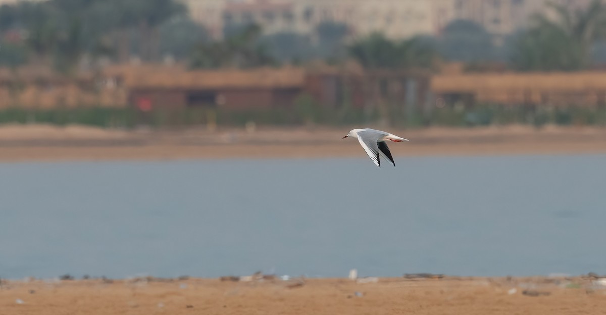 Slender-billed Gull - ML647027180