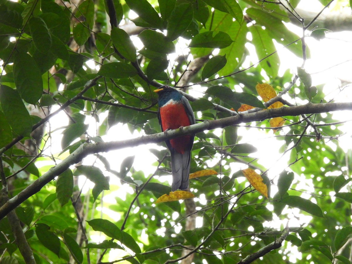 Black-tailed Trogon - ML647027181
