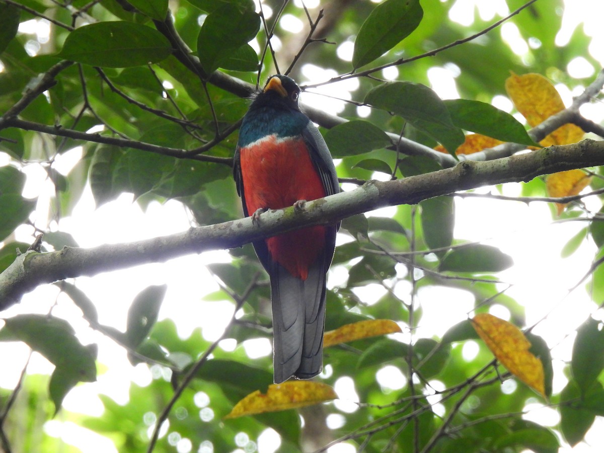 Black-tailed Trogon - ML647027182