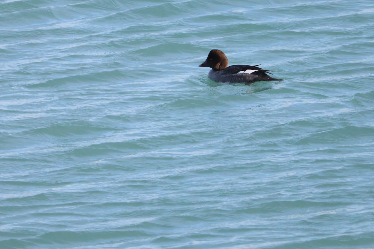 Common Goldeneye - ML647027183