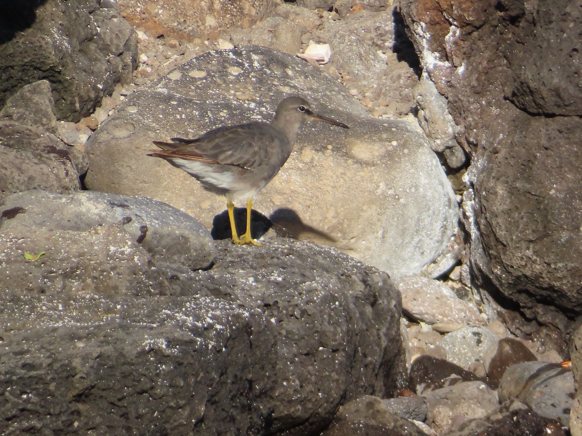 Wandering Tattler - ML647027185