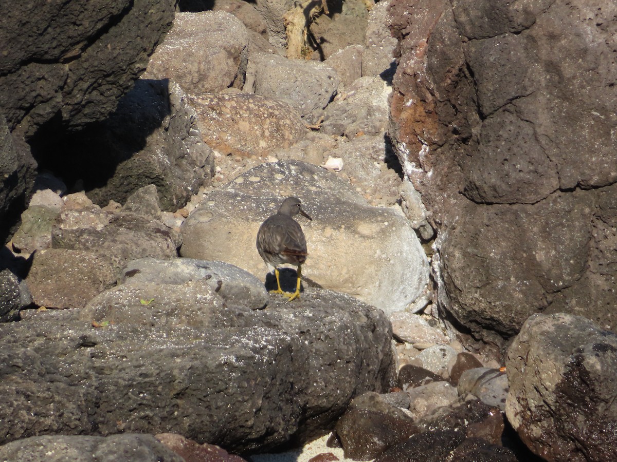 Wandering Tattler - ML647027186