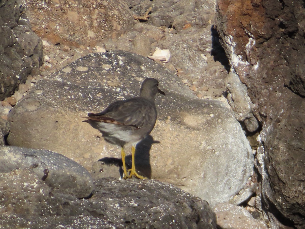 Wandering Tattler - ML647027187