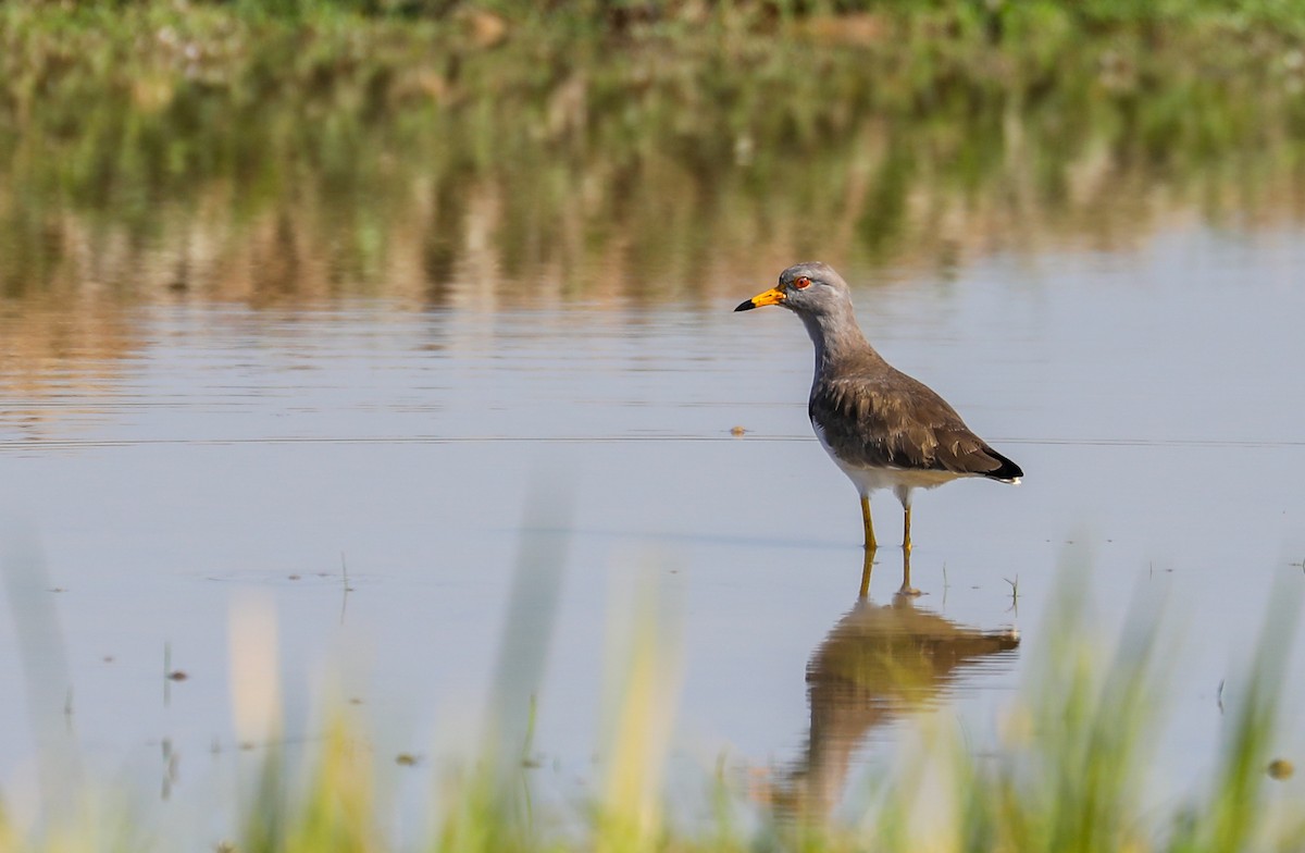 Gray-headed Lapwing - ML647027188