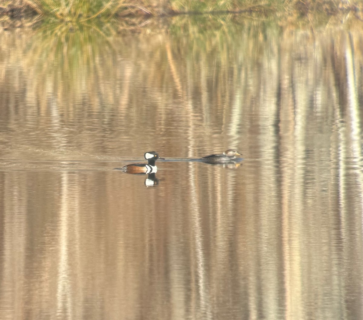 Hooded Merganser - ML647027189