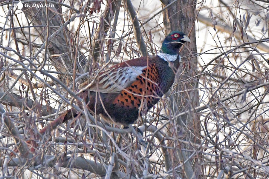 Ring-necked Pheasant - ML647027190
