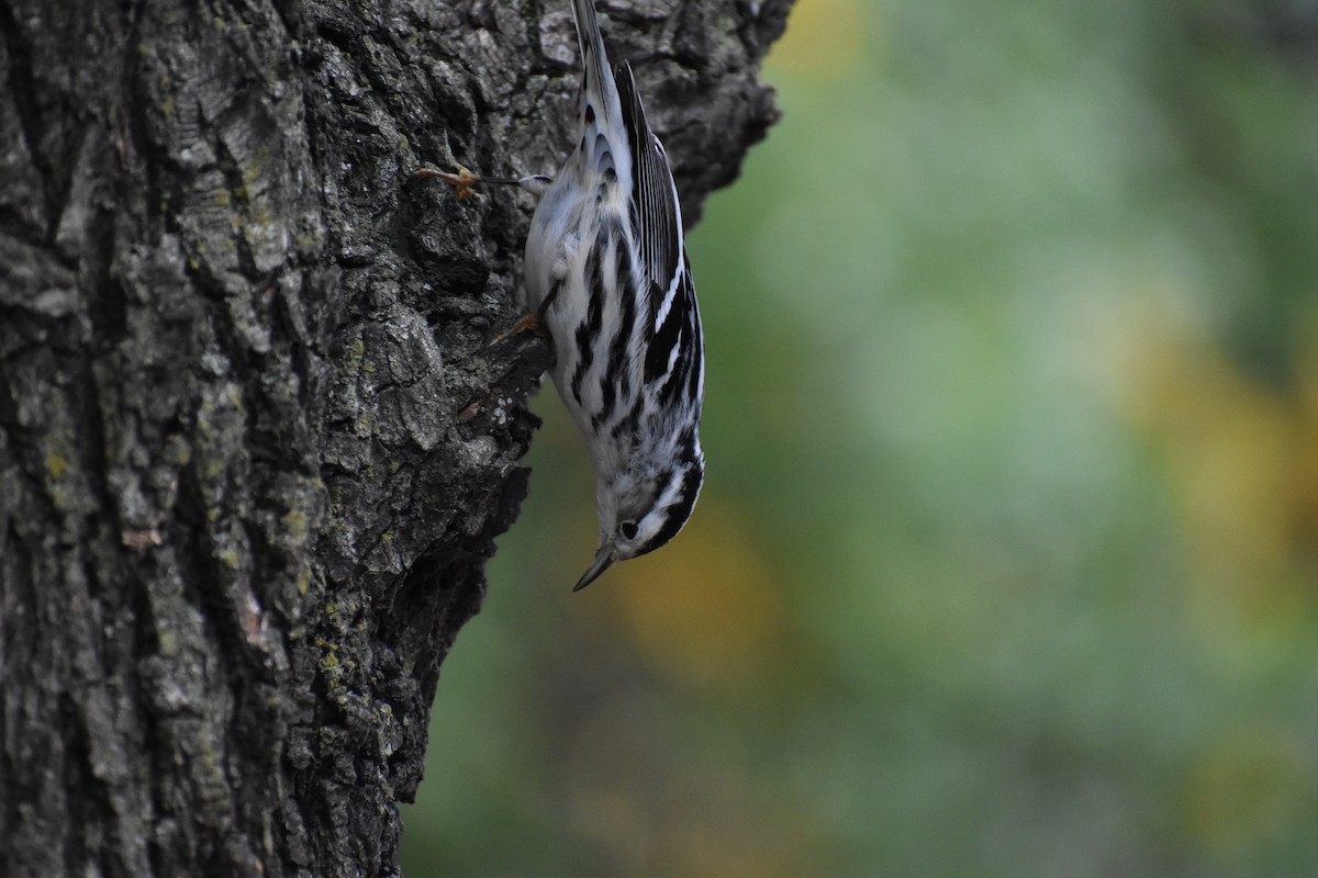 Black-and-white Warbler - ML647027191