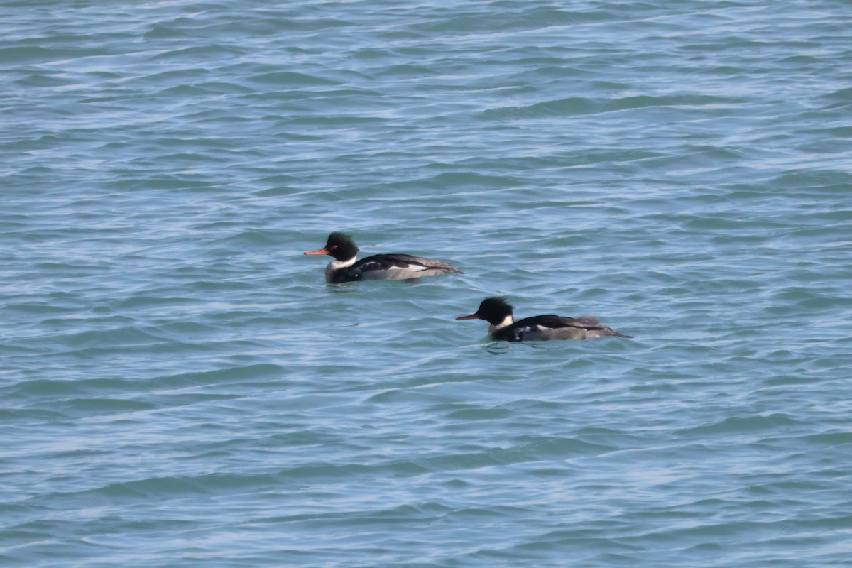 Red-breasted Merganser - ML647027192