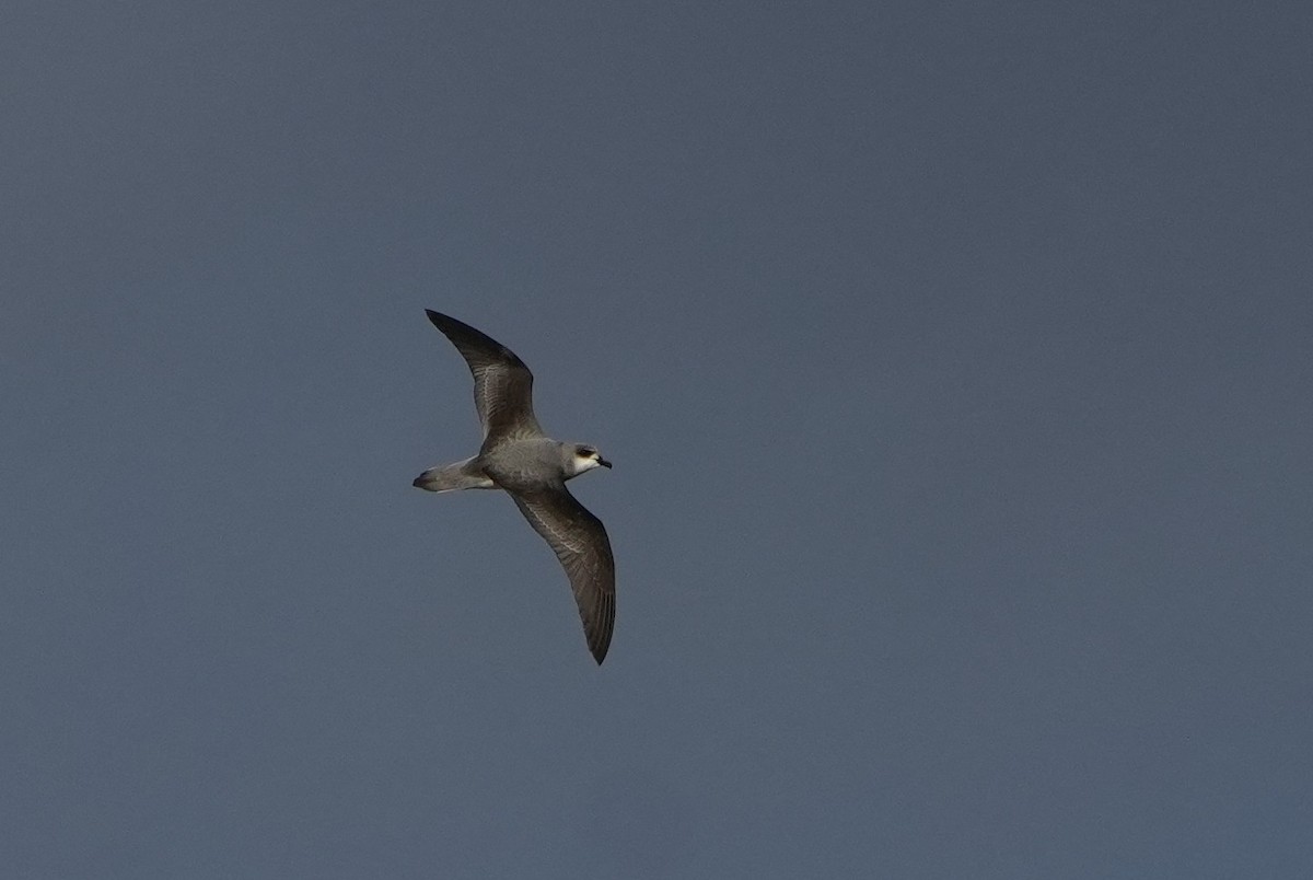 Black-winged Petrel - ML647027193