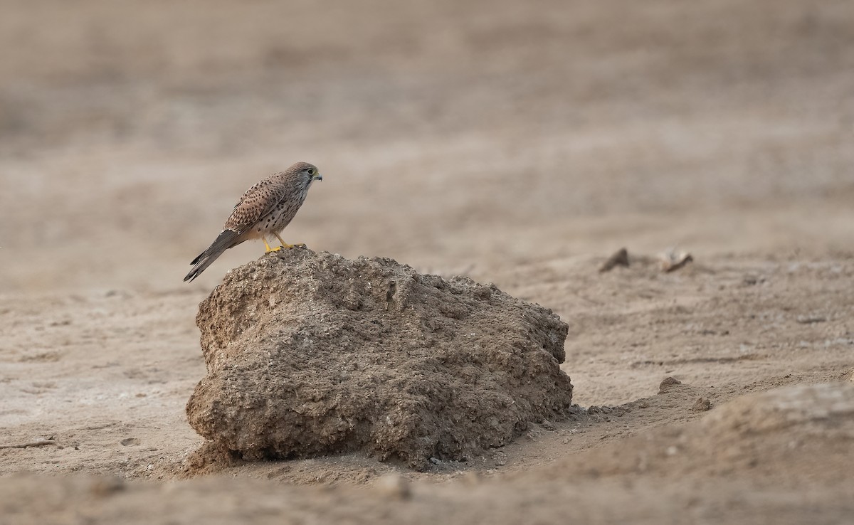 Eurasian Kestrel (Eurasian) - ML647027195