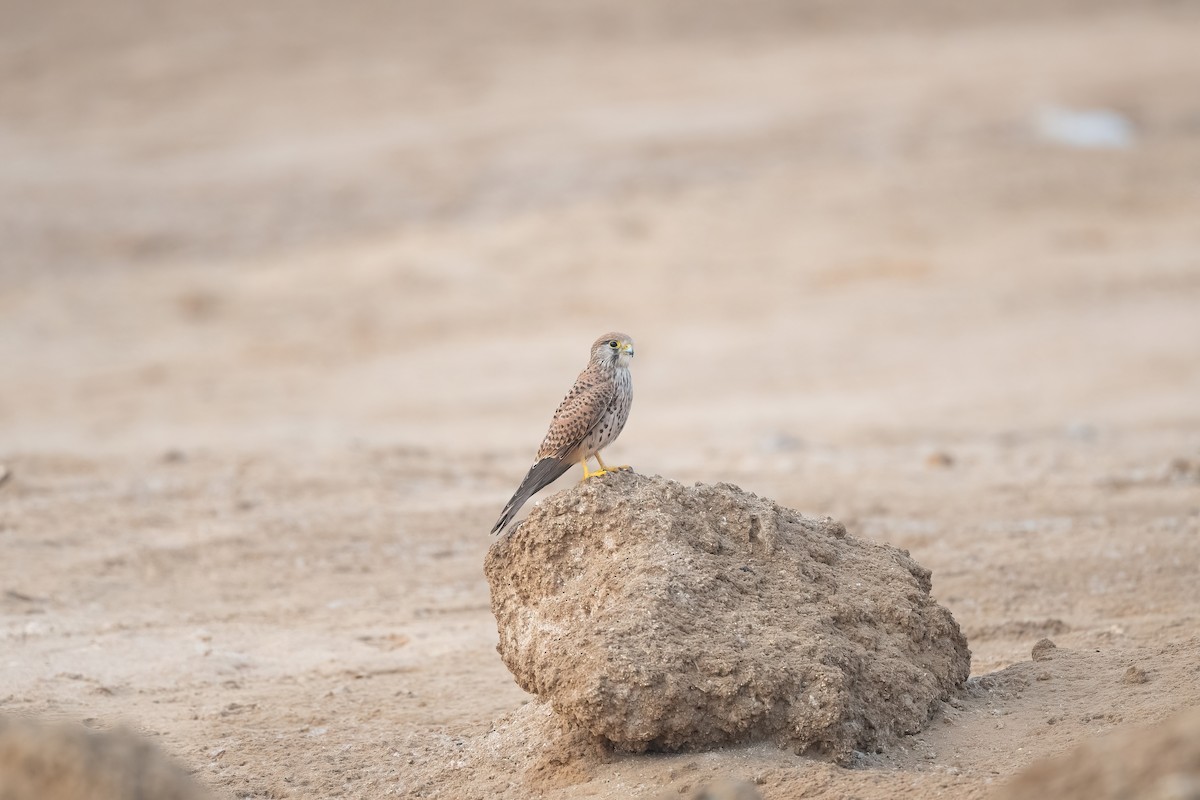 Eurasian Kestrel (Eurasian) - ML647027197