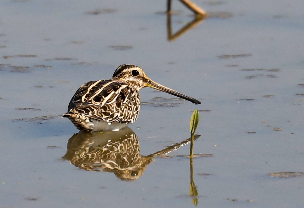 Common Snipe - ML647027198