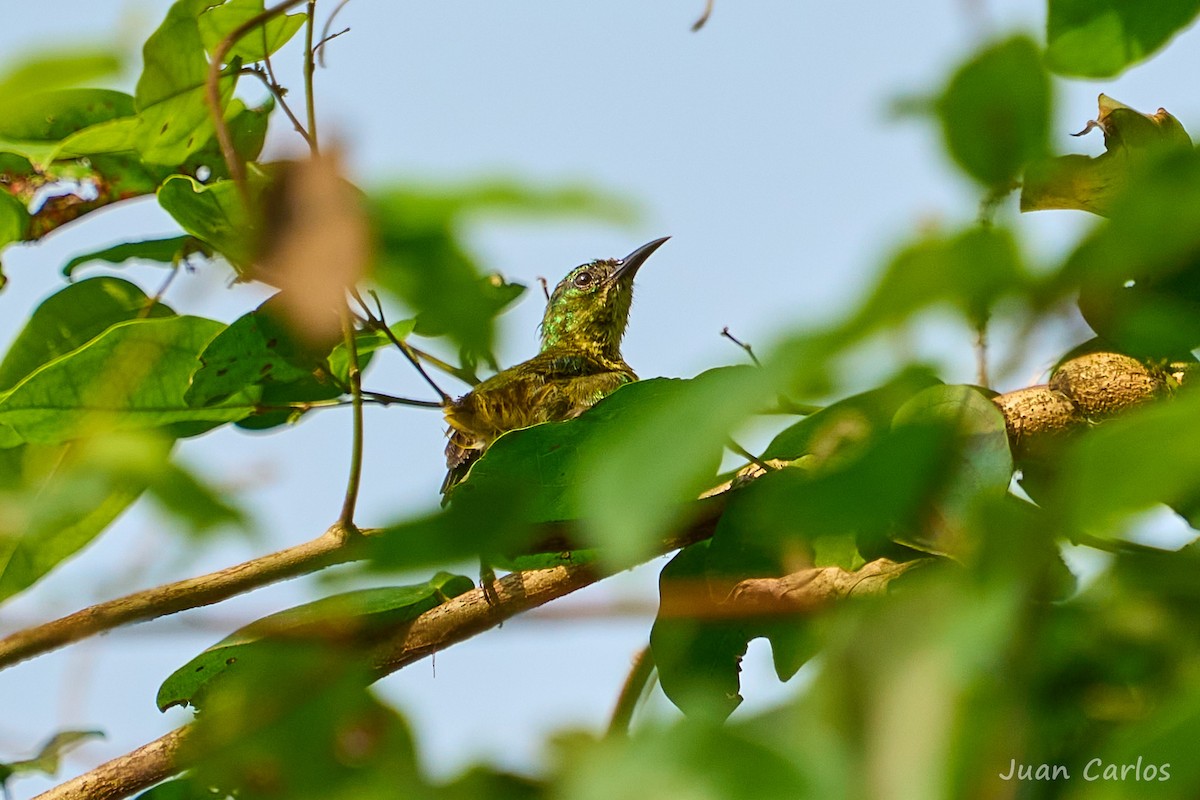 Саїманга зеленовола - ML647027200
