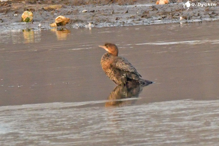 Cormorán Pigmeo - ML647027201