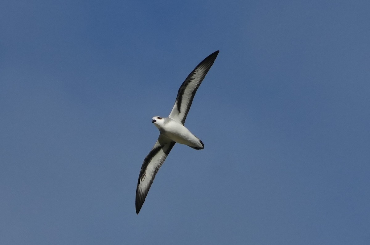 Black-winged Petrel - ML647027202