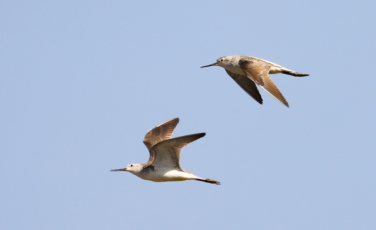 Marsh Sandpiper - ML647027206