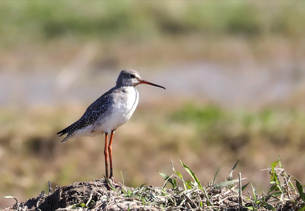Spotted Redshank - ML647027209