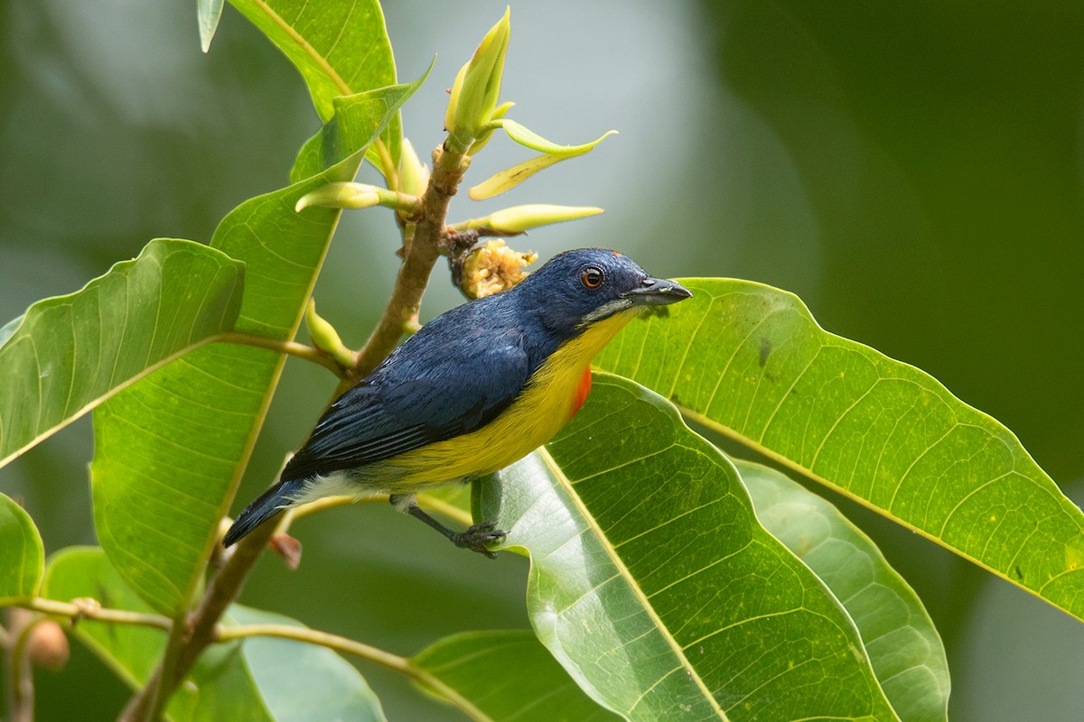 Crimson-breasted Flowerpecker - ML64702721