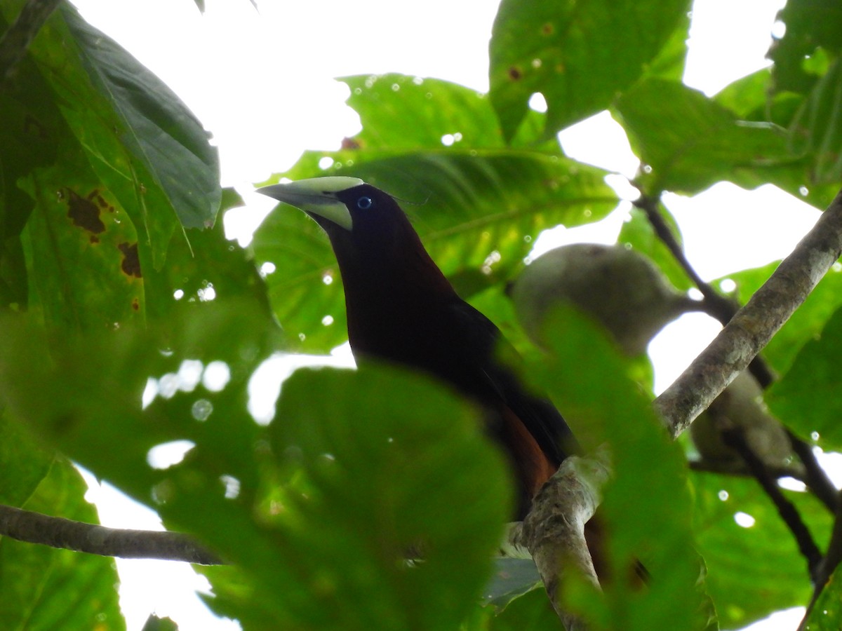 Chestnut-headed Oropendola - ML647027211
