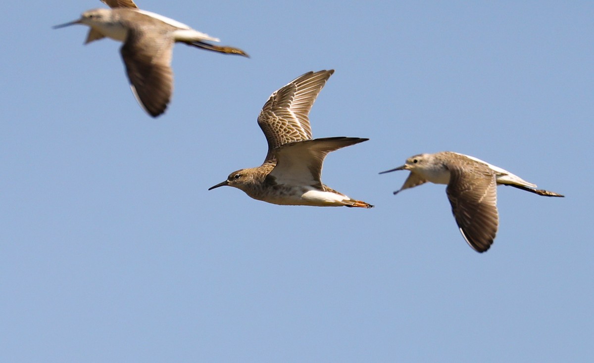 流蘇鷸 - ML647027216